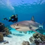 Shark Diving in Maldives